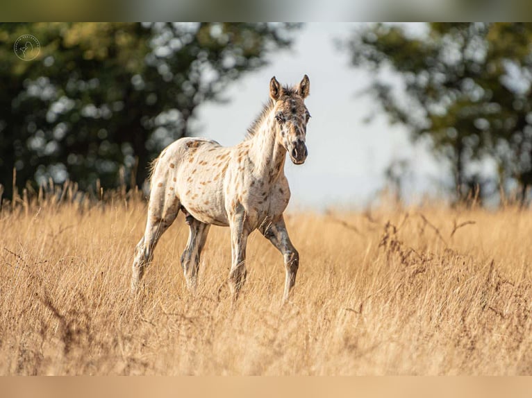 Andere Rassen Hengst Veulen (01/2025) 148 cm Appaloosa in Montagny-l&#xE8;s-Buxy