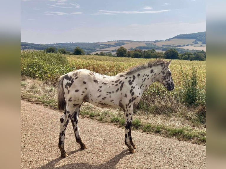 Andere Rassen Hengst Veulen (01/2025) 148 cm Appaloosa in Montagny-l&#xE8;s-Buxy