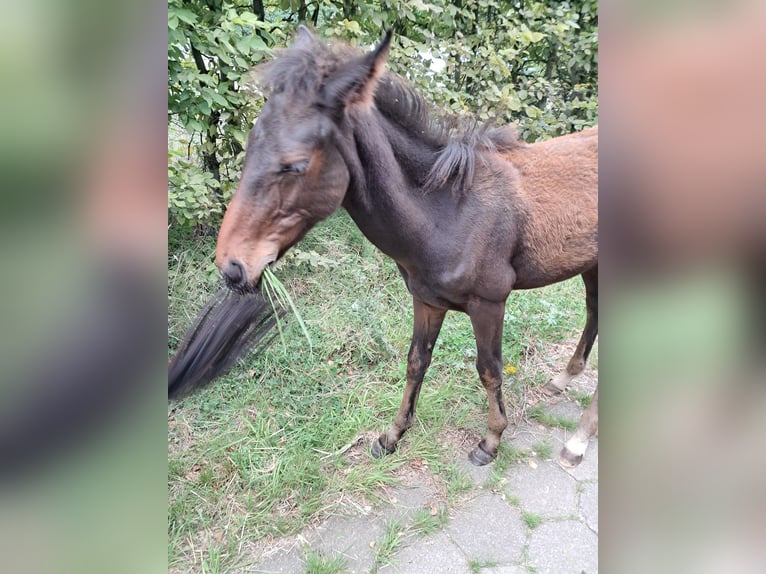 Andere Rassen Hengst Veulen (04/2025) 150 cm Bruin in Vosselaar