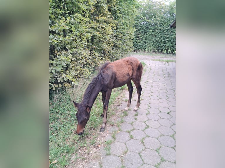 Andere Rassen Hengst Veulen (04/2025) 150 cm Bruin in Vosselaar