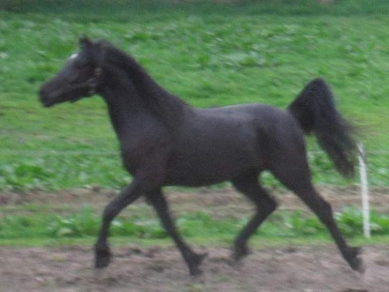 Andere Rassen Mix Hengst Veulen (04/2025) 150 cm Bruin in Tasnovice