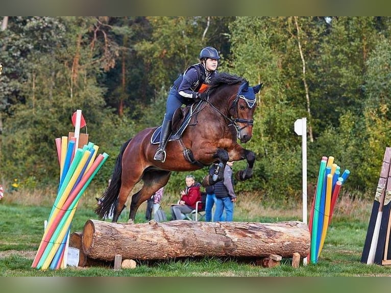 Andere Rassen Mix Hengst Veulen (04/2025) 150 cm Bruin in Tasnovice