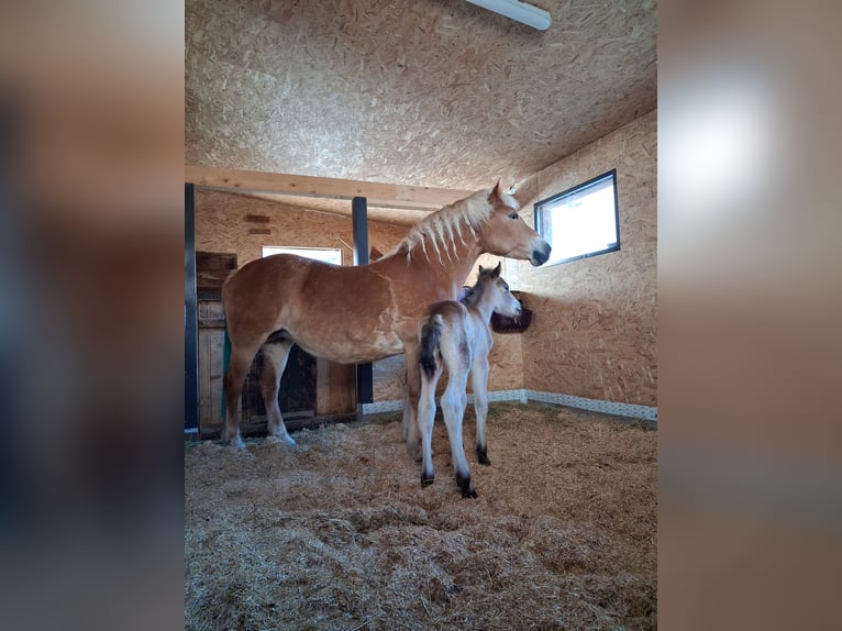 Andere Rassen Mix Hengst Veulen (03/2026) 155 cm Bruin in Dorfgastein