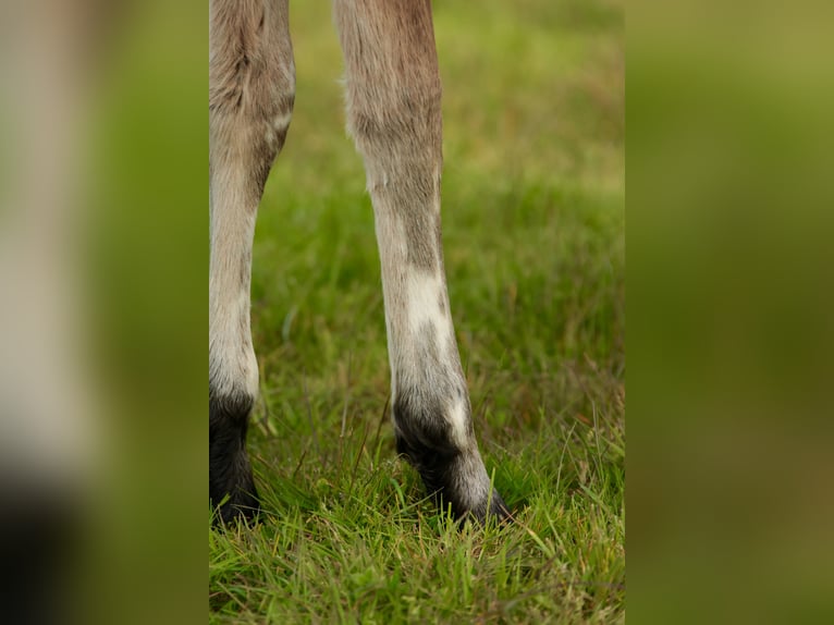 Andere Rassen Mix Hengst Veulen (03/2026) Appaloosa in Chaudefonds sur layon