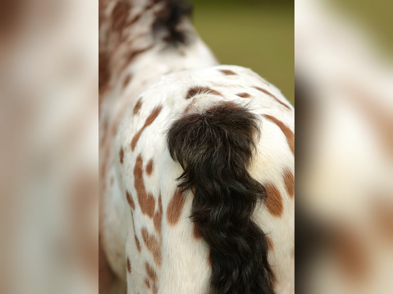 Andere Rassen Mix Hengst Veulen (03/2026) Appaloosa in Chaudefonds sur layon