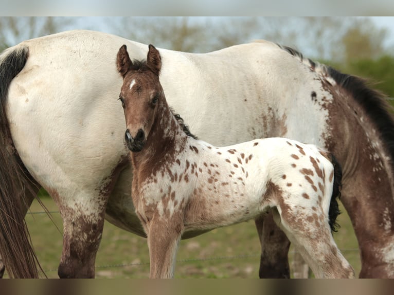 Andere Rassen Mix Hengst Veulen (03/2026) Appaloosa in Chaudefonds sur layon