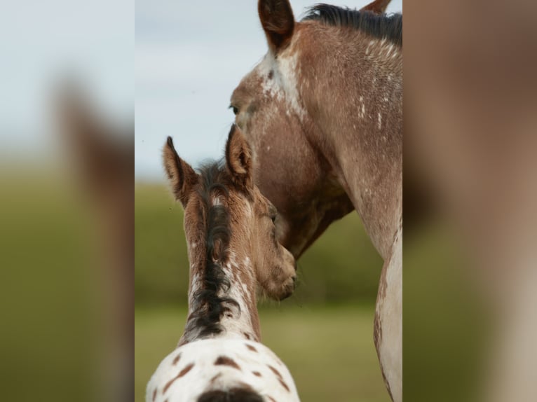 Andere Rassen Mix Hengst Veulen (03/2026) Appaloosa in Chaudefonds sur layon