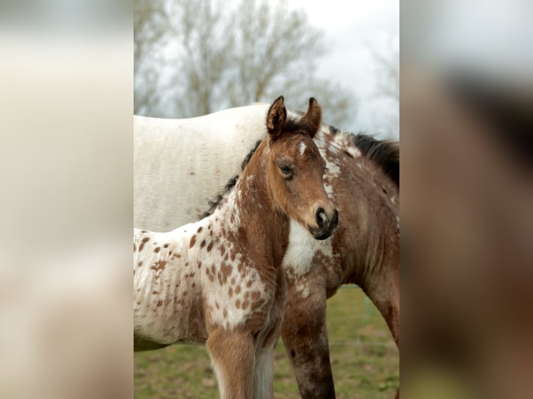 Andere Rassen Mix Hengst Veulen (03/2026) Appaloosa in Chaudefonds sur layon