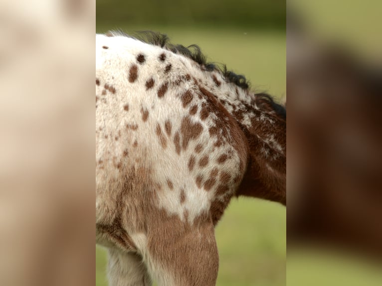 Andere Rassen Mix Hengst Veulen (03/2026) Appaloosa in Chaudefonds sur layon