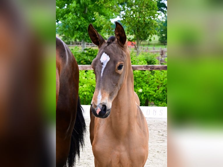 Andere Rassen Hengst  Bruin in Bladel