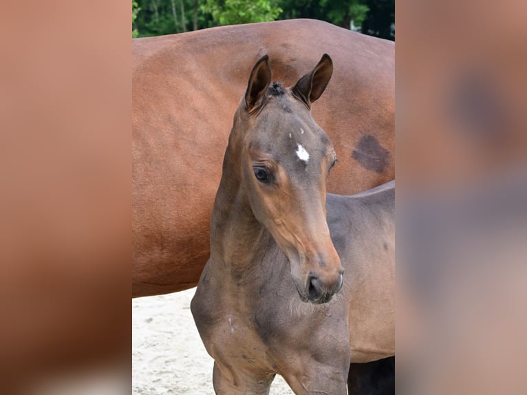 Andere Rassen Hengst  Donkerbruin in Bladel