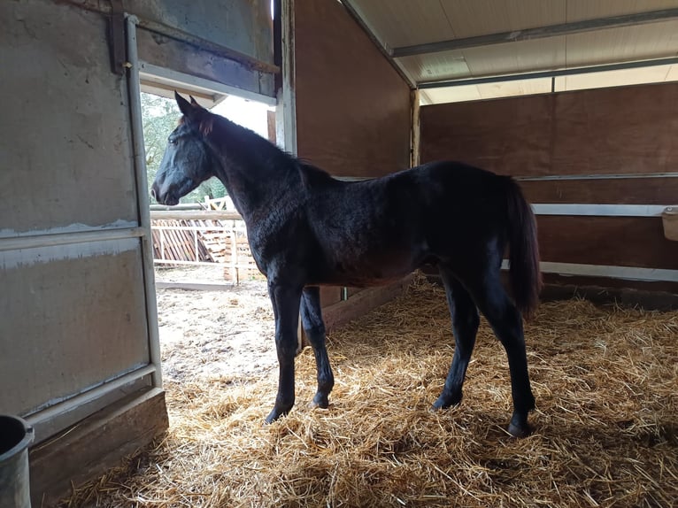 Andere Rassen Mix Hengst Veulen (03/2025) Donkerbruin in Santa Maria Capua Vetere