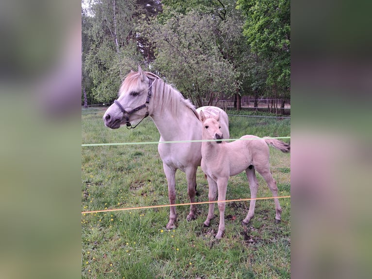 Andere Rassen Mix Hengst Veulen (05/2025) Falbe in Moraas