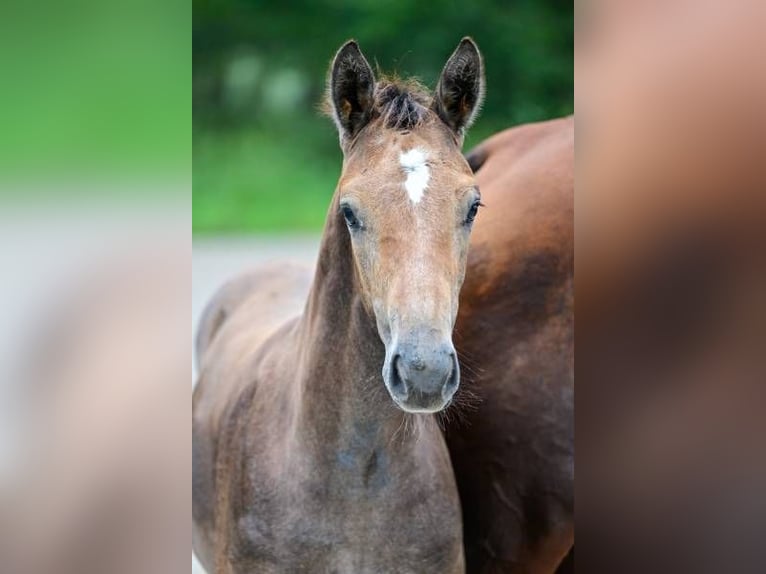 Andere Rassen Hengst veulen (05/2024) in Zele