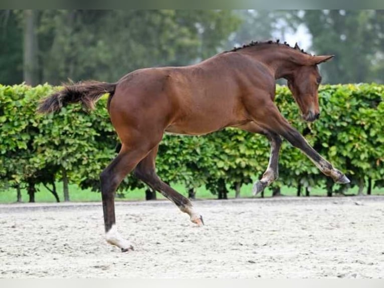 Andere Rassen Hengst veulen (06/2024) in Zele