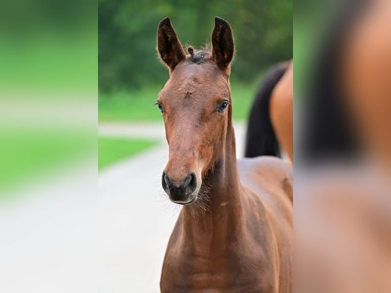 Andere Rassen Hengst veulen (06/2024) in Zele