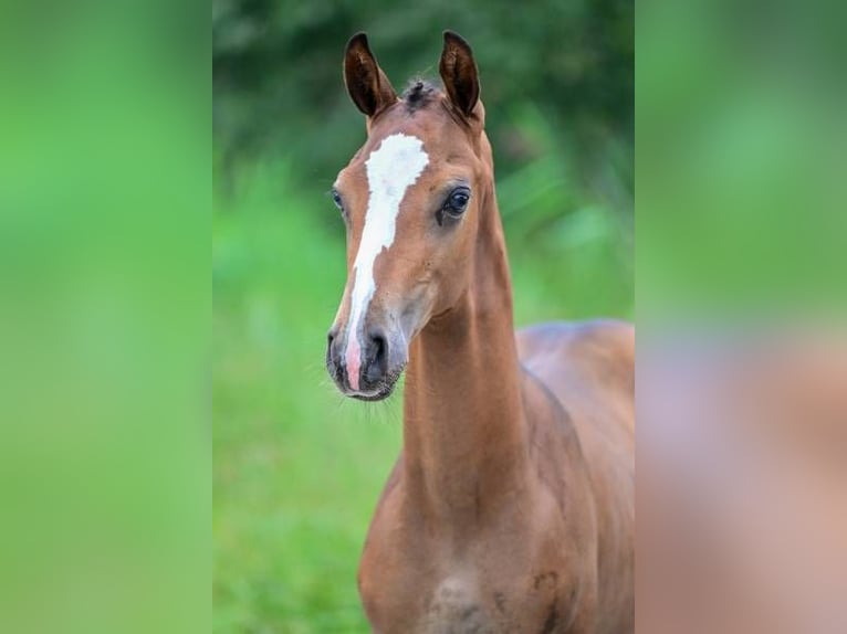 Andere Rassen Hengst veulen (05/2024) in Zele