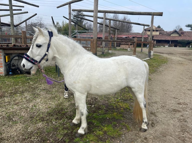 Andere Rassen Merrie 10 Jaar 110 cm Schimmel in Cisliano