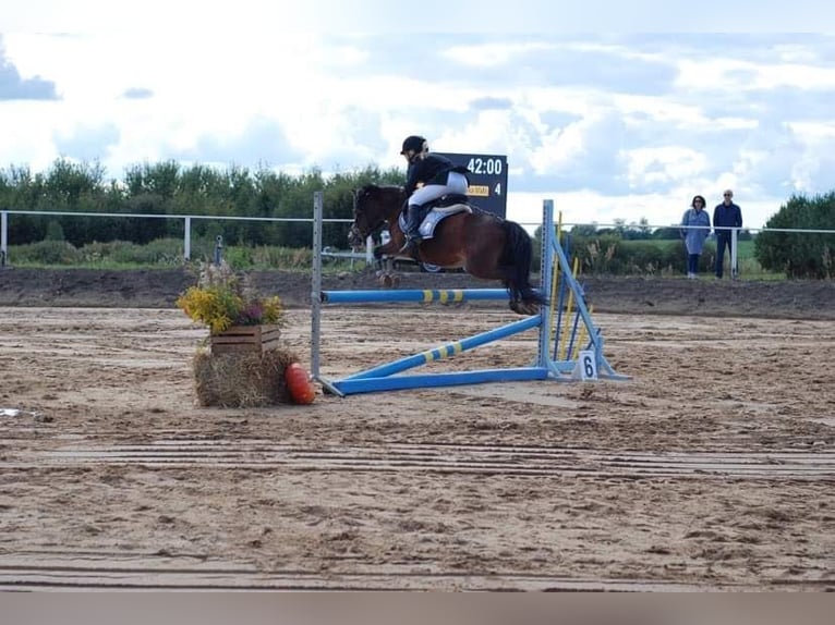 Andere Rassen Merrie 10 Jaar 120 cm Bruin in olsztyn