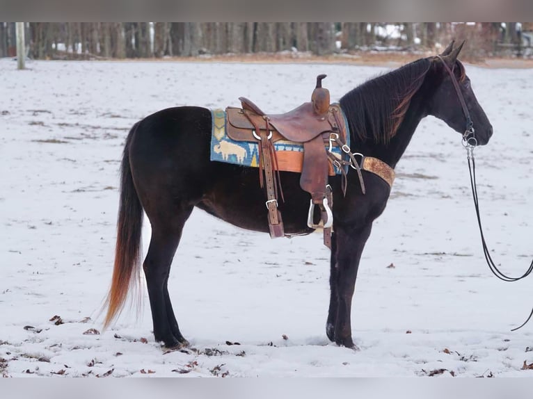 Andere Rassen Merrie 10 Jaar 142 cm Donkerbruin in Sonora