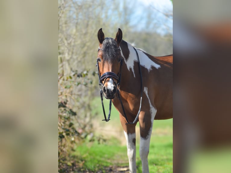 Andere Rassen Merrie 10 Jaar 145 cm Gevlekt-paard in Oelegem