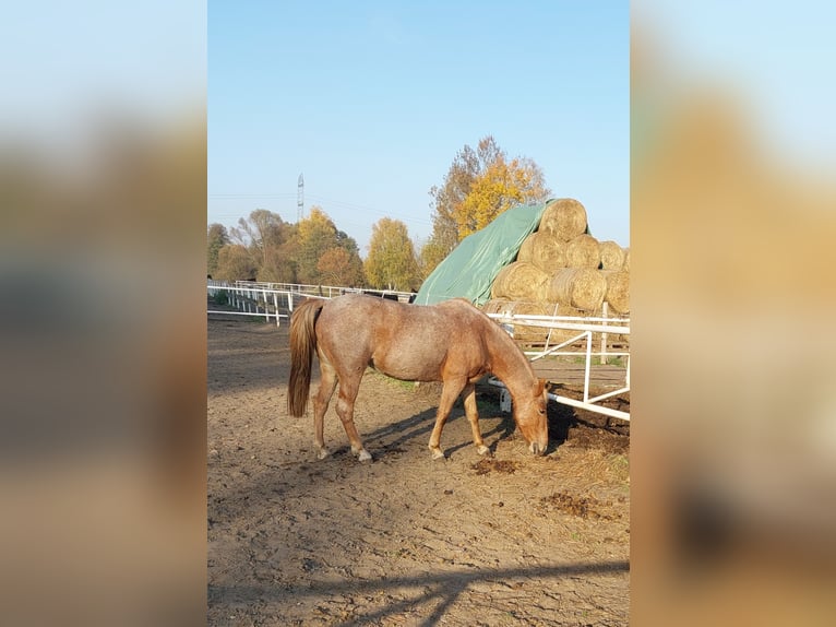 Andere Rassen Merrie 10 Jaar 145 cm Rood schimmel in Górki