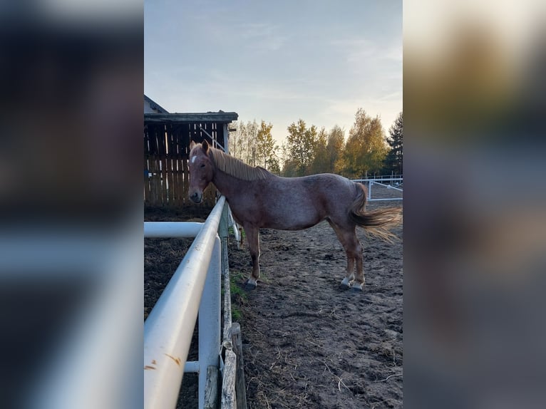 Andere Rassen Merrie 10 Jaar 145 cm Rood schimmel in Górki