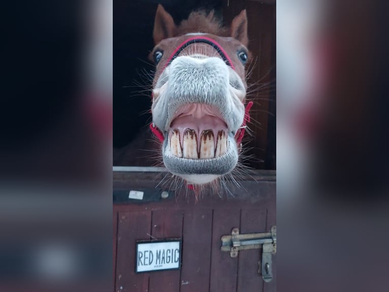 Andere Rassen Merrie 10 Jaar 145 cm Rood schimmel in Górki