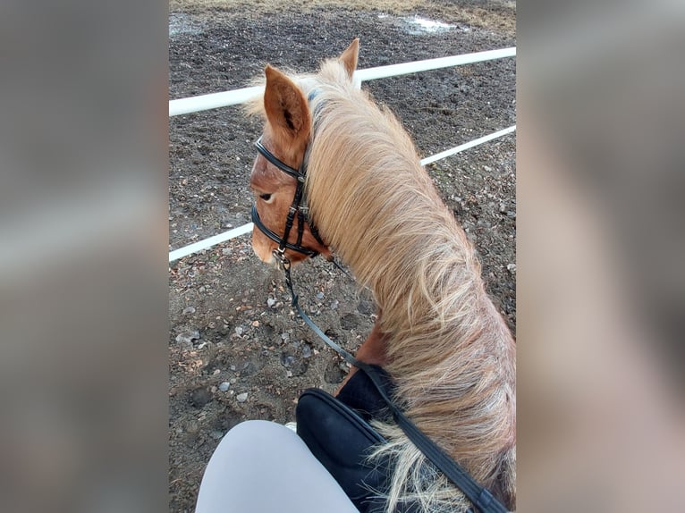 Andere Rassen Merrie 10 Jaar 145 cm Rood schimmel in Górki