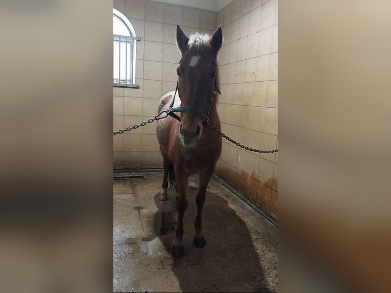 Andere Rassen Merrie 10 Jaar 145 cm Rood schimmel in Górki