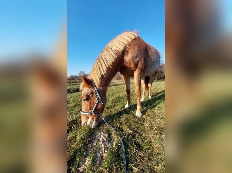 Andere Rassen Merrie 10 Jaar 145 cm Rood schimmel in Górki