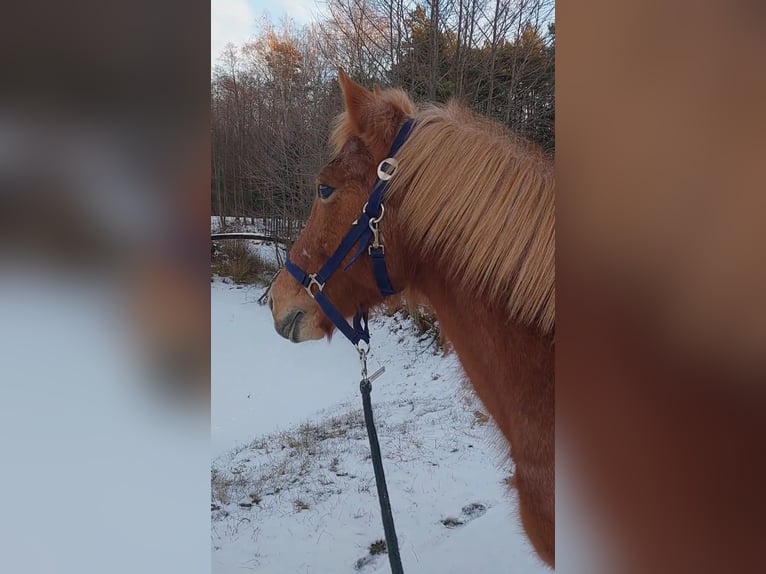 Andere Rassen Merrie 10 Jaar 145 cm Rood schimmel in Górki