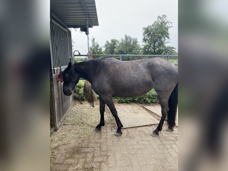 Andere Rassen Merrie 10 Jaar 152 cm Roan-Blue in Werkendam