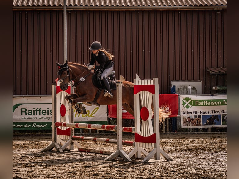 Andere Rassen Merrie 10 Jaar 155 cm Donkere-vos in Langenberg