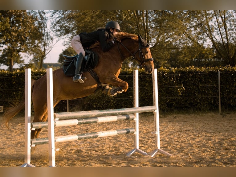 Andere Rassen Merrie 10 Jaar 155 cm Donkere-vos in Langenberg
