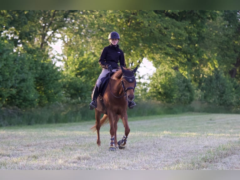 Andere Rassen Merrie 10 Jaar 155 cm Donkere-vos in Langenberg