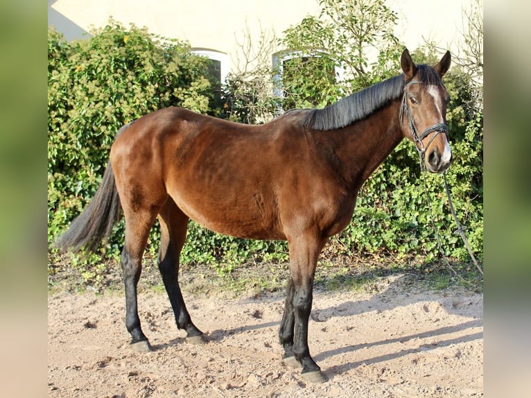 Andere Rassen Merrie 10 Jaar 157 cm Bruin in Sonnefeld