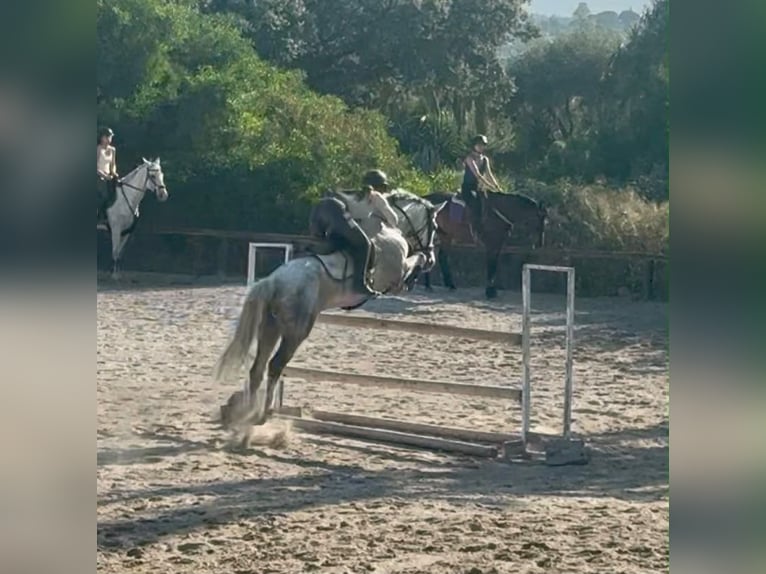 Andere Rassen Merrie 10 Jaar 157 cm Schimmel in Coin