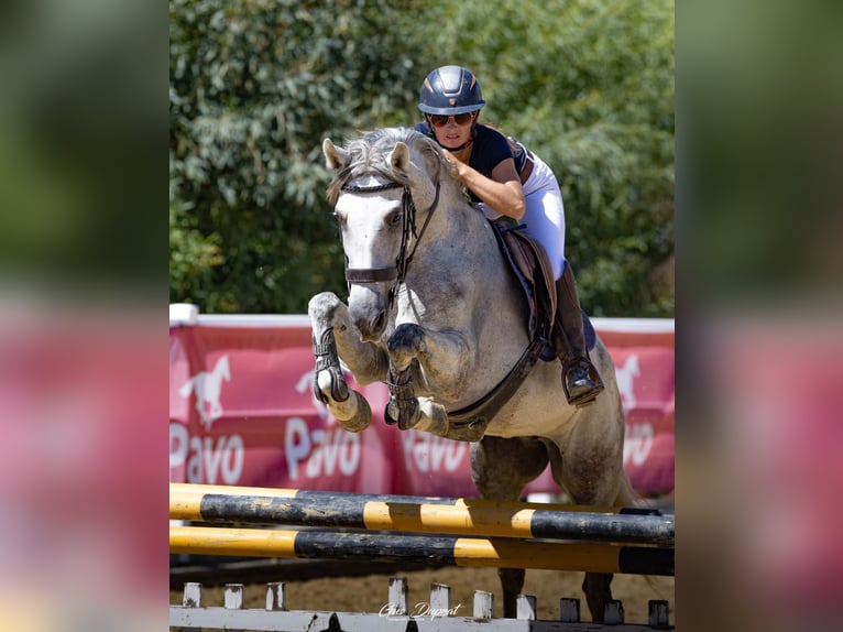 Andere Rassen Merrie 10 Jaar 157 cm Schimmel in Coin