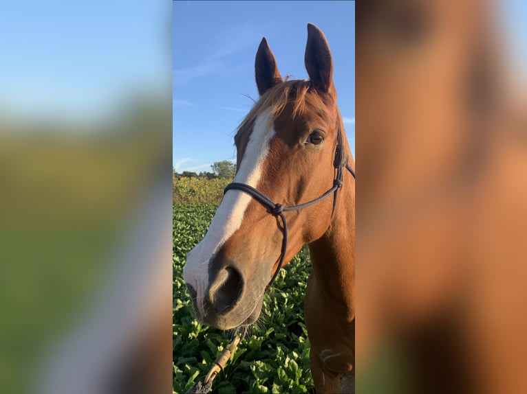 Andere Rassen Mix Merrie 10 Jaar 157 cm Vos in Euskirchen