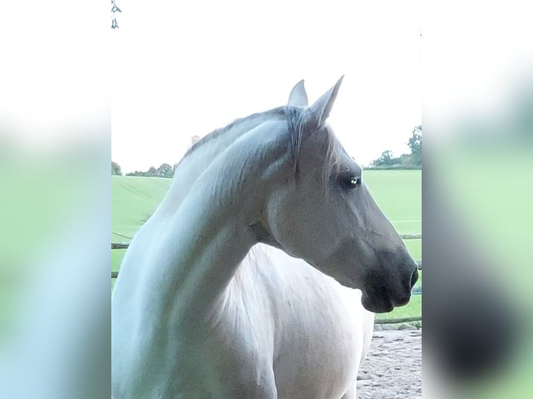 Andere Rassen Mix Merrie 10 Jaar 158 cm Appelschimmel in Lübeck