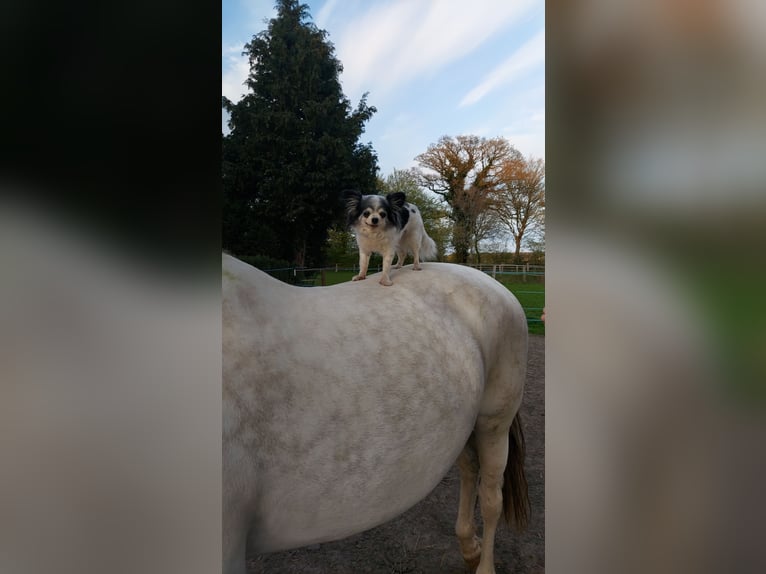 Andere Rassen Mix Merrie 10 Jaar 158 cm Appelschimmel in Lübeck