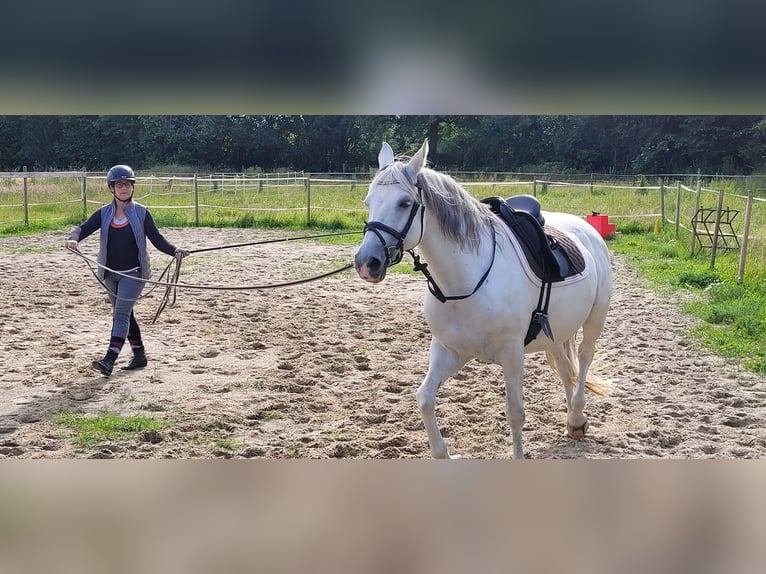 Andere Rassen Merrie 10 Jaar 158 cm Appelschimmel in Scharbeutz