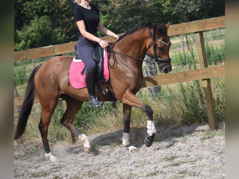 Andere Rassen Merrie 10 Jaar 160 cm Bruin in Achtmaal