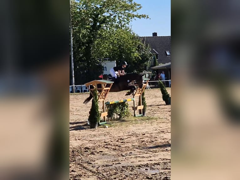 Andere Rassen Merrie 10 Jaar 160 cm Donkerbruin in Heinsberg