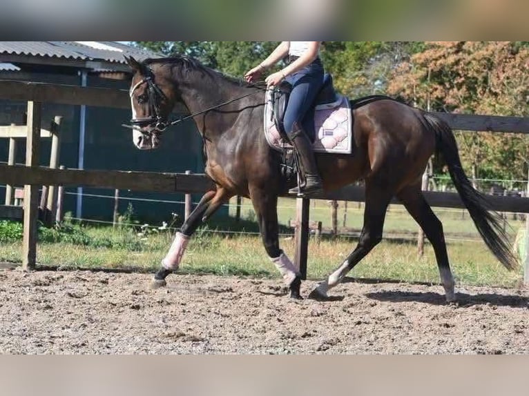 Andere Rassen Merrie 10 Jaar 162 cm Donkerbruin in Achtmaal