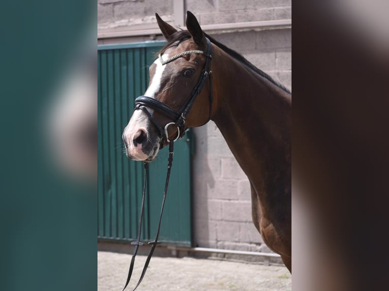 Andere Rassen Merrie 10 Jaar 162 cm Donkerbruin in Achtmaal