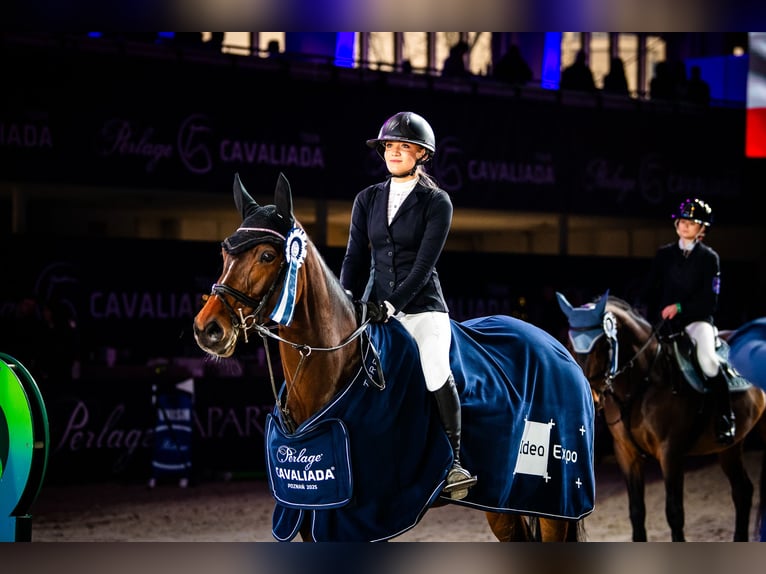 Andere Rassen Merrie 10 Jaar 167 cm Roodbruin in Sędzice