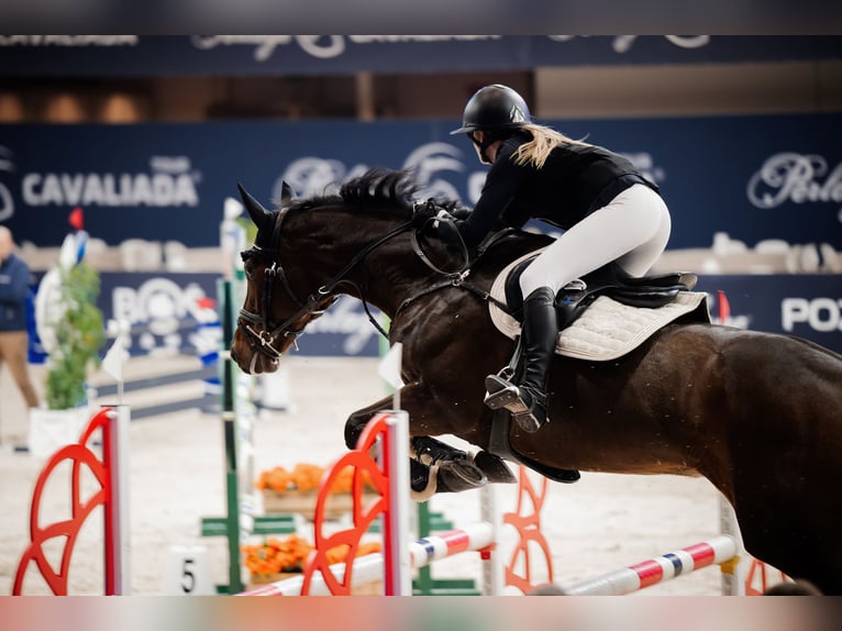 Andere Rassen Merrie 10 Jaar 167 cm Roodbruin in Sędzice