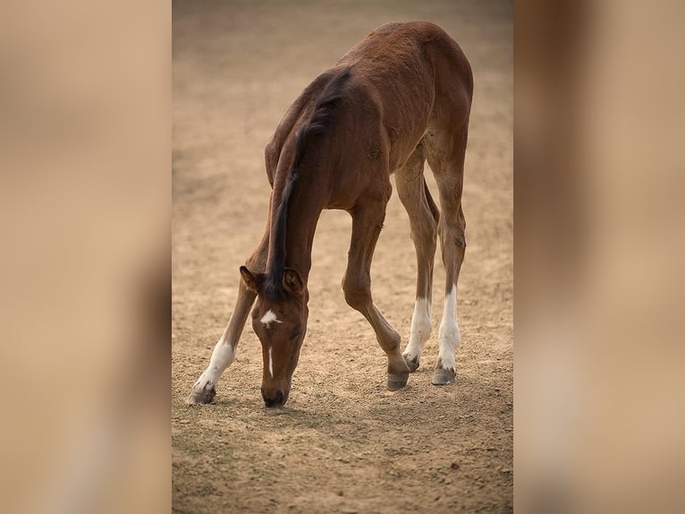 Andere Rassen Merrie 10 Jaar 167 cm Roodbruin in Sędzice